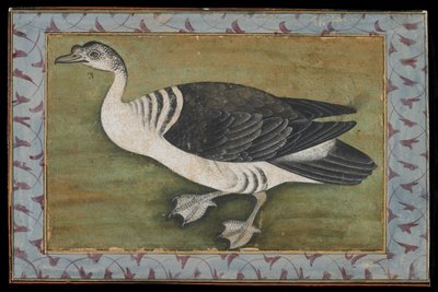 Ein Kamm-Ente, Gemälde, spätes 18. Jahrhundert von Mughal School